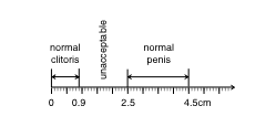 chart of clitoral and penile lengths